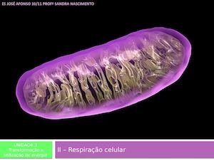 Ii Respiraocelular Sandra Nasciemnto