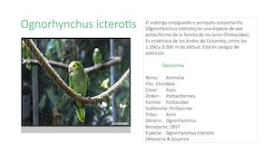 Ognorhynchus Icterotis