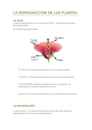 La Reproducción De Las Plantas