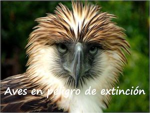 Aves En Extincion