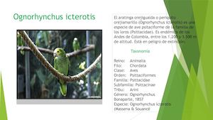 Ognorhynchus Icterotis