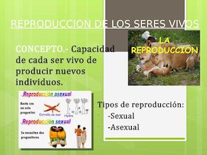 Reproduccion De Los Seres Vivos