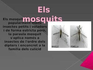 Els Mosquits