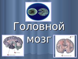 Головной мозг