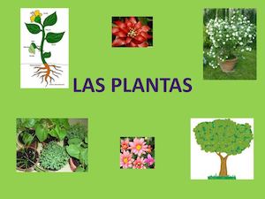 Las Plantas