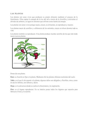 Las Plantas