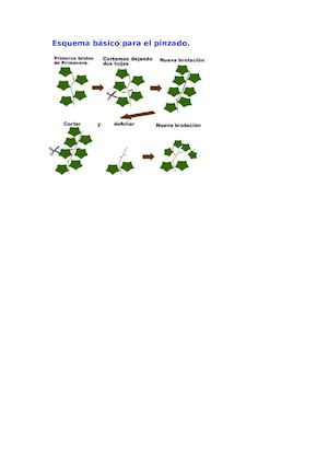 Esquema Básico Para El Pinzado Del Bonsai