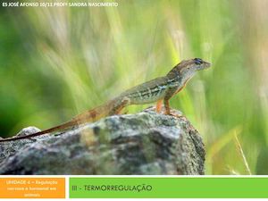 Termorregulaao Sandra Nascimento