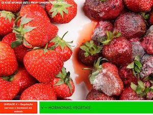 V Hormonasvegetais Sandra Nascimento