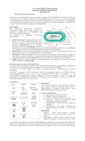 Guia De Trabajo de Microorganismos j.c.t.a