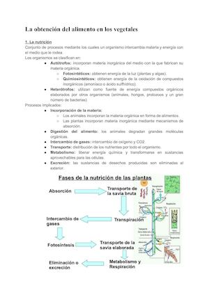 La Obtención Del Alimento En Los Vegetales