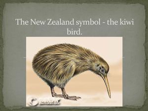 The New Zealand Symbol The Kiwi Bird
