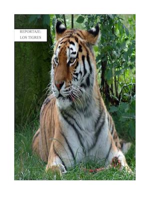 reportaje: los tigres