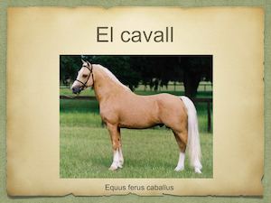 El Cavall