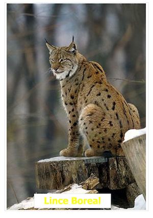 Lince Boreal