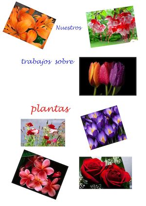 Nuestros trabajos sobre plantas