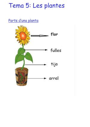 Prova Tema 5 Les Plantes Adaptat