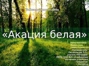 Акация белая