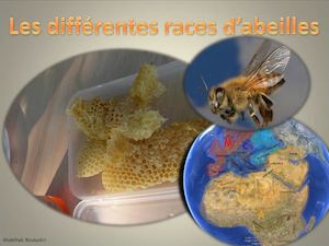 Les Races D'abeilles 2