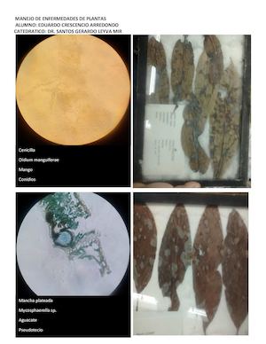 Practica de Hongos Fitopatogenos