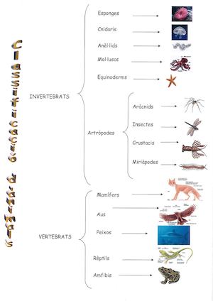 Classificació d'animals. Carlota I Joana Maria