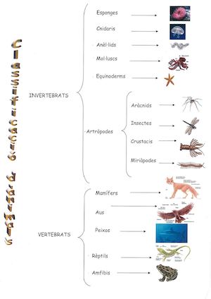 Classificació d'animals. Catalina Castell