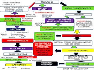 Mapa Conceptual Musculos