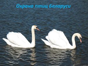 Охрана птиц Беларуси