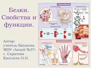 Белки. Свойства и функции.