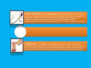 Presentacion Espermatogenesis Y Ovogenesis