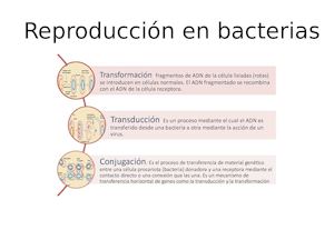 Reproducción bacteriana.