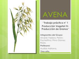 Trabajo Terminado Avena (1)