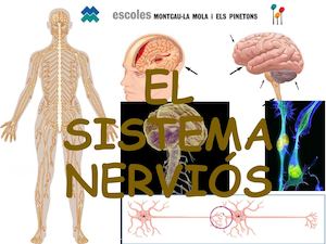 El Sistema Nerviós