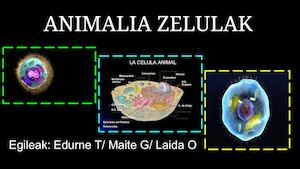 Animalia Zelulak