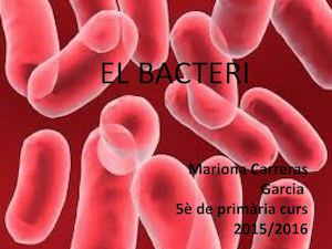 Mariona Bacteri