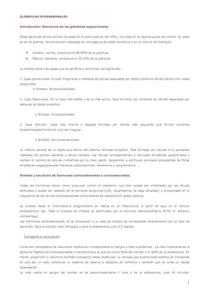 Glandula Suprarrenal