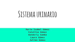 Sistema Urinario