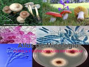 Atlas Micologia