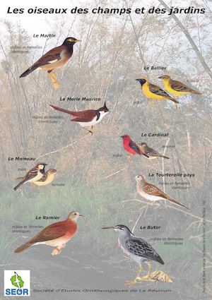 Oiseaux Champs Et Jardins