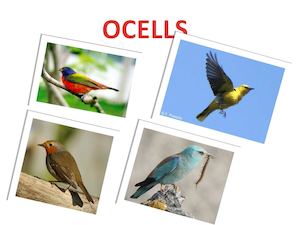 ocell