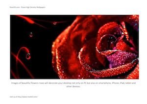 RoseHD.com - Roses High Density Wallpapers