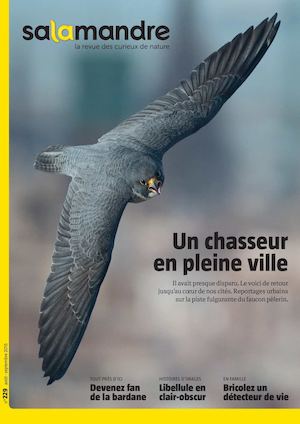 229 Faucon Pelerin Low Res