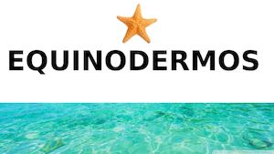 Equinodermos