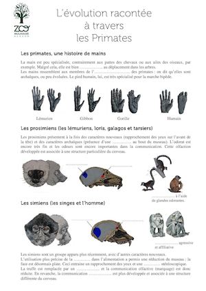 L'évolution Racontée à Travers Les Primates - fiche élève