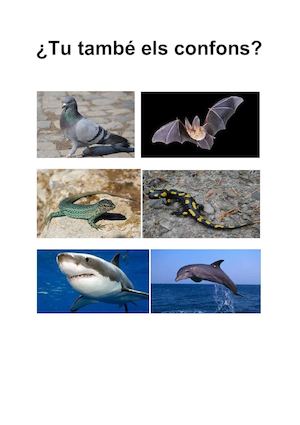 Grup5 1a Animals Revistavertebrats