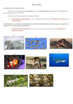 Actividad (Clasificación De Las Relaciones)