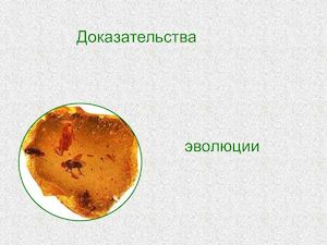 Доказательства эволюции