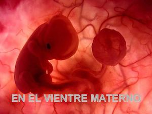 Asi Te Formaste En El Vientre Materno