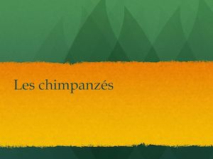 Exposé Chimpanzés