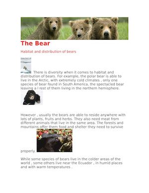 The Bear
